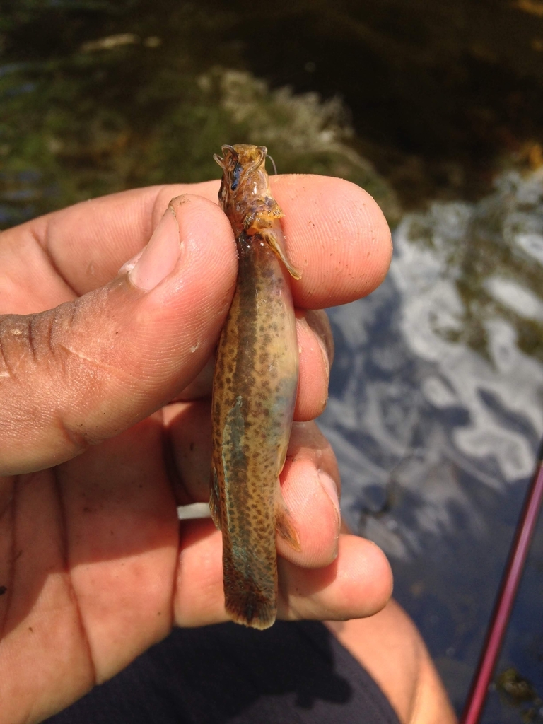 Bandtail pencil catfish (Trichomycterus caudofasciatus) — Trichomycteridae