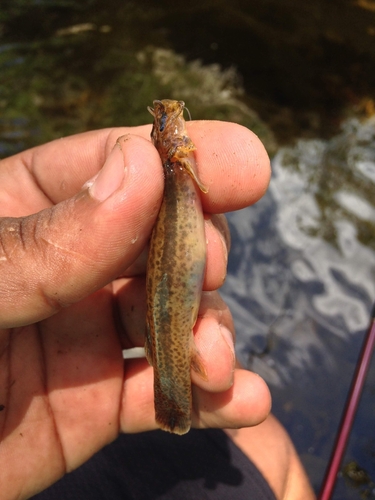 Bandtail pencil catfish (Trichomycterus caudofasciatus) — Trichomycteridae