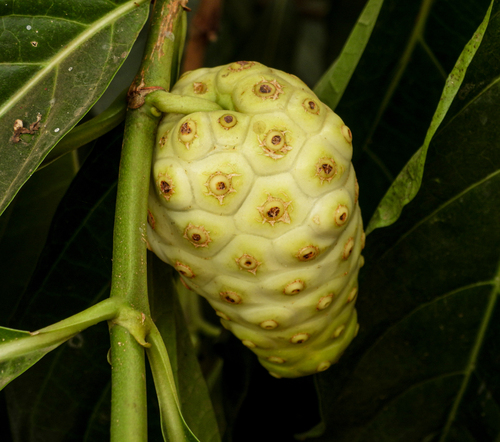 Noni