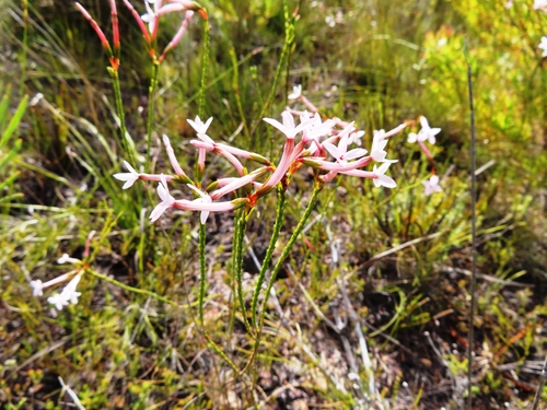 Image of Erica jasminiflora by (c) linkie, some rights reserved (CC BY)