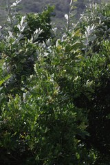 Hippobromus pauciflorus