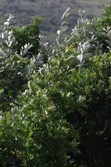 Hippobromus pauciflorus
