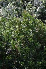 Hippobromus pauciflorus