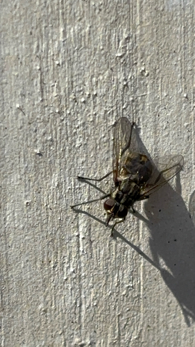 Unknown species found near Friar Tuck Rd, Fayetteville, GA, US