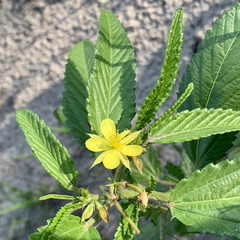 Corchorus argillicola