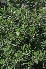 Diospyros dichrophylla