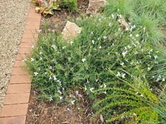 Barleria pretoriensis