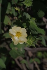 Abutilon sonneratianum