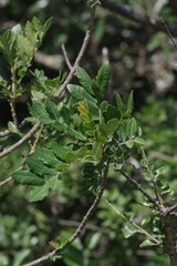 Hippobromus pauciflorus