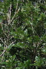 Hippobromus pauciflorus