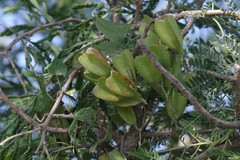 Dioscorea sylvatica
