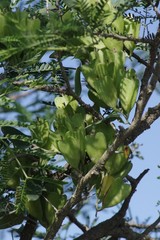 Dioscorea sylvatica