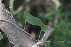 Dioscorea sylvatica