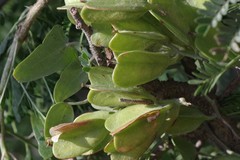 Dioscorea sylvatica