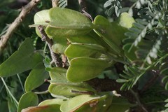 Dioscorea sylvatica