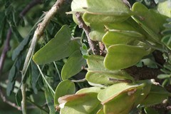 Dioscorea sylvatica