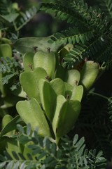 Dioscorea sylvatica