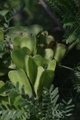 Dioscorea sylvatica