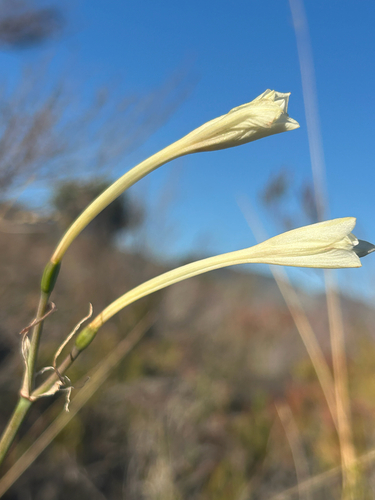 White Firelily (Cyrtanthus leucanthus)