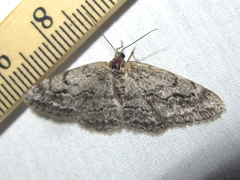 Stenoporpia separataria