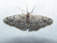 Stenoporpia separataria