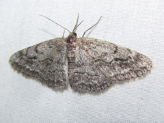 Stenoporpia separataria