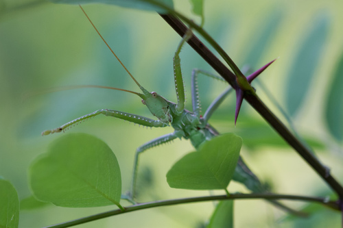 Predatory Bush-cricket photo 5