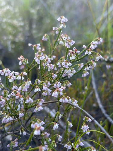Really Twisted Heath (Erica multiflexuosa)