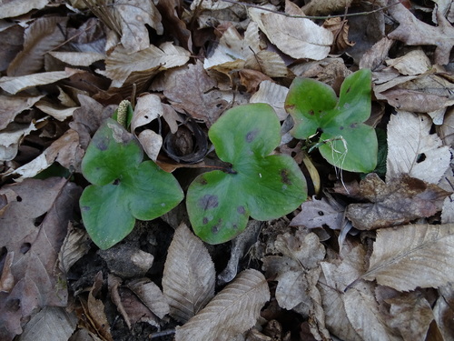 Triskiautė žibuoklė nuotrauka