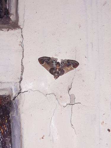 Meal moth
