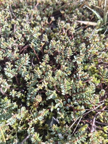 Pimelea prostrata observed 2026-03-09