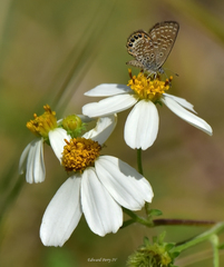 Brephidium pseudofea