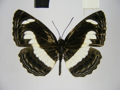 Neptis nemetes nemetes