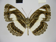 Neptis nemetes nemetes