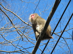 Macaca fuscata fuscata