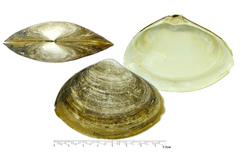 Mactromeris polynyma