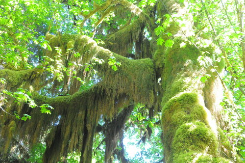 Oregon spikemoss (Selaginella oregana)