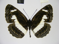 Neptis nemetes nemetes