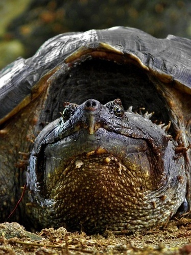 Central American Snapping Turtle