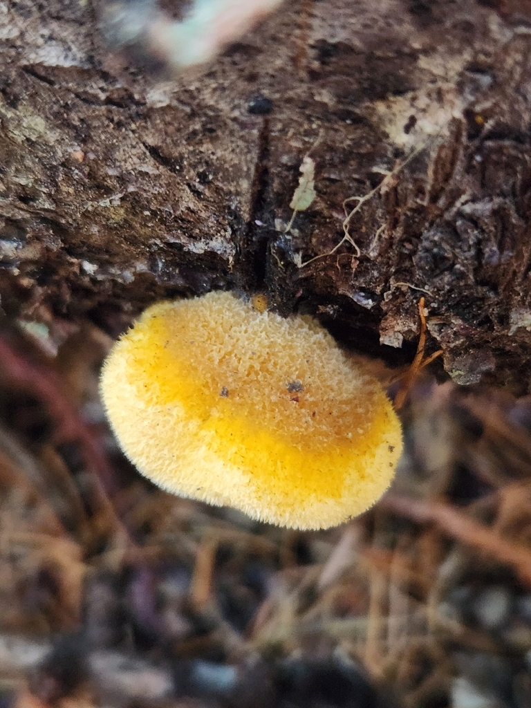 Phyllotopsis nidulans · March 2026 · photo: © lytiic (iNaturalist, cc-by-nc)