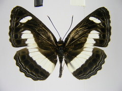 Neptis nemetes nemetes
