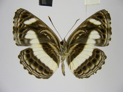 Neptis nemetes nemetes