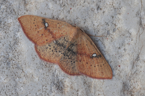 Cyclophora ariadne