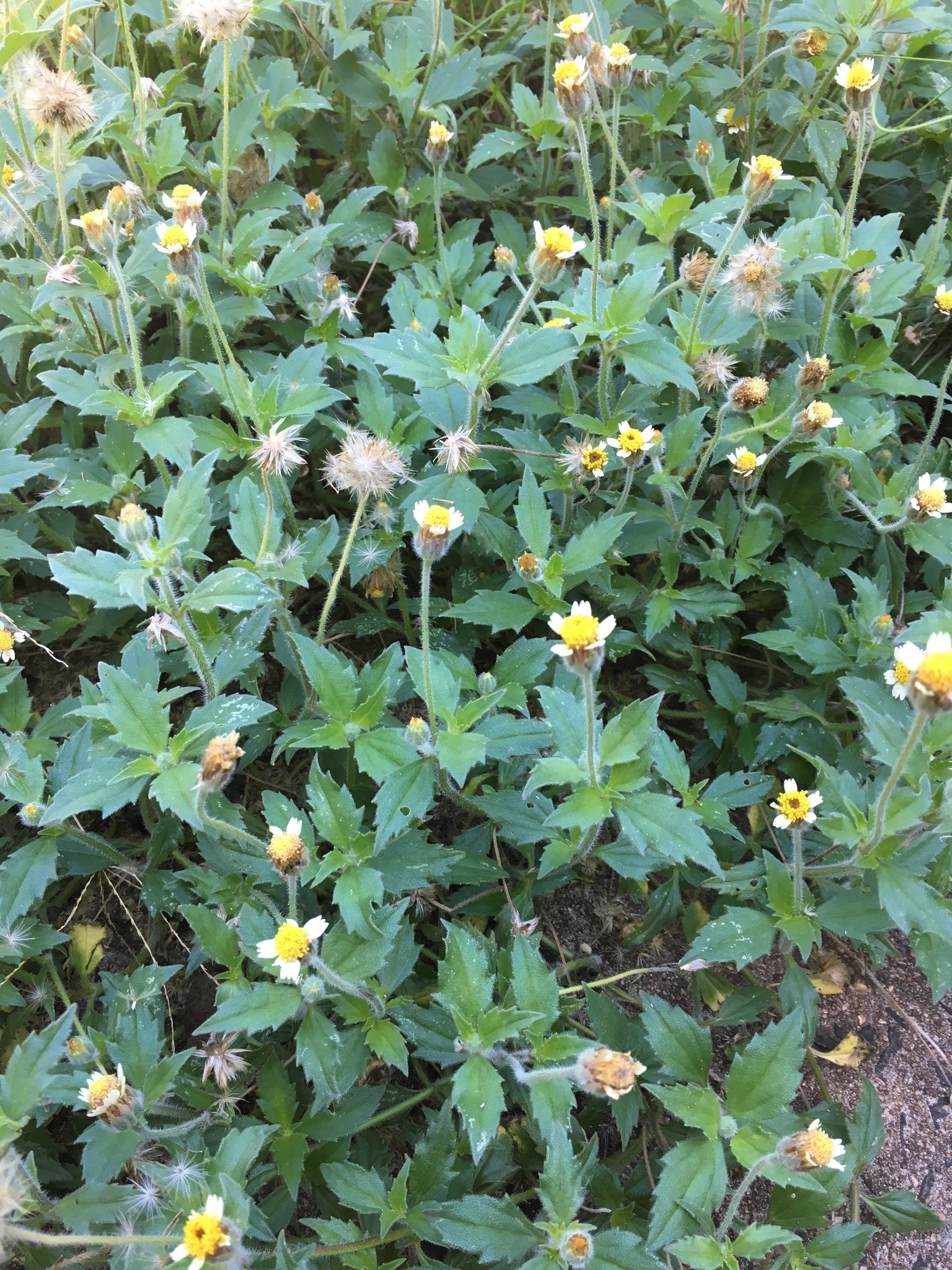 Tridax procumbens