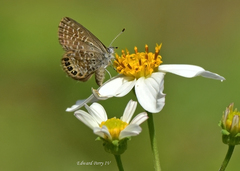 Brephidium pseudofea