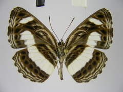 Neptis nemetes nemetes