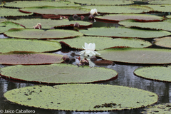 Victoria amazonica