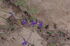 Lobelia tomentosa