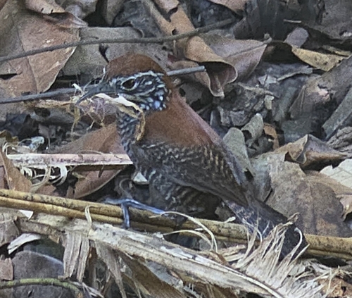 Riverside Wren (Cantorchilus semibadius)