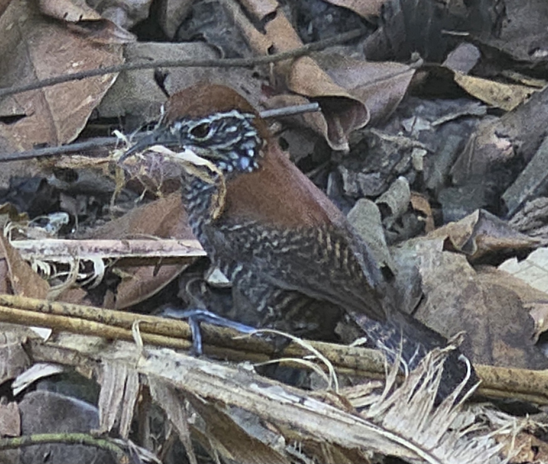 Riverside Wren (Cantorchilus semibadius), photo 1